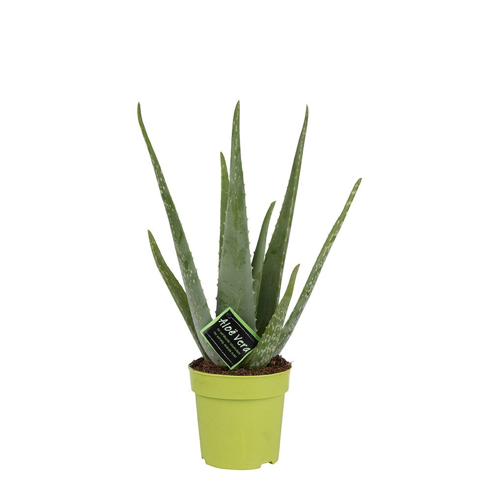 Aloe vera - Big Plant Nursery