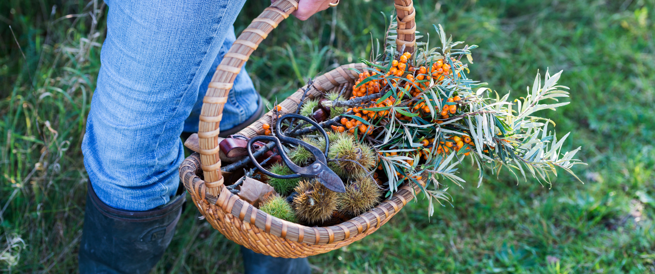 A Guide to Foraging in Ireland in Autumn