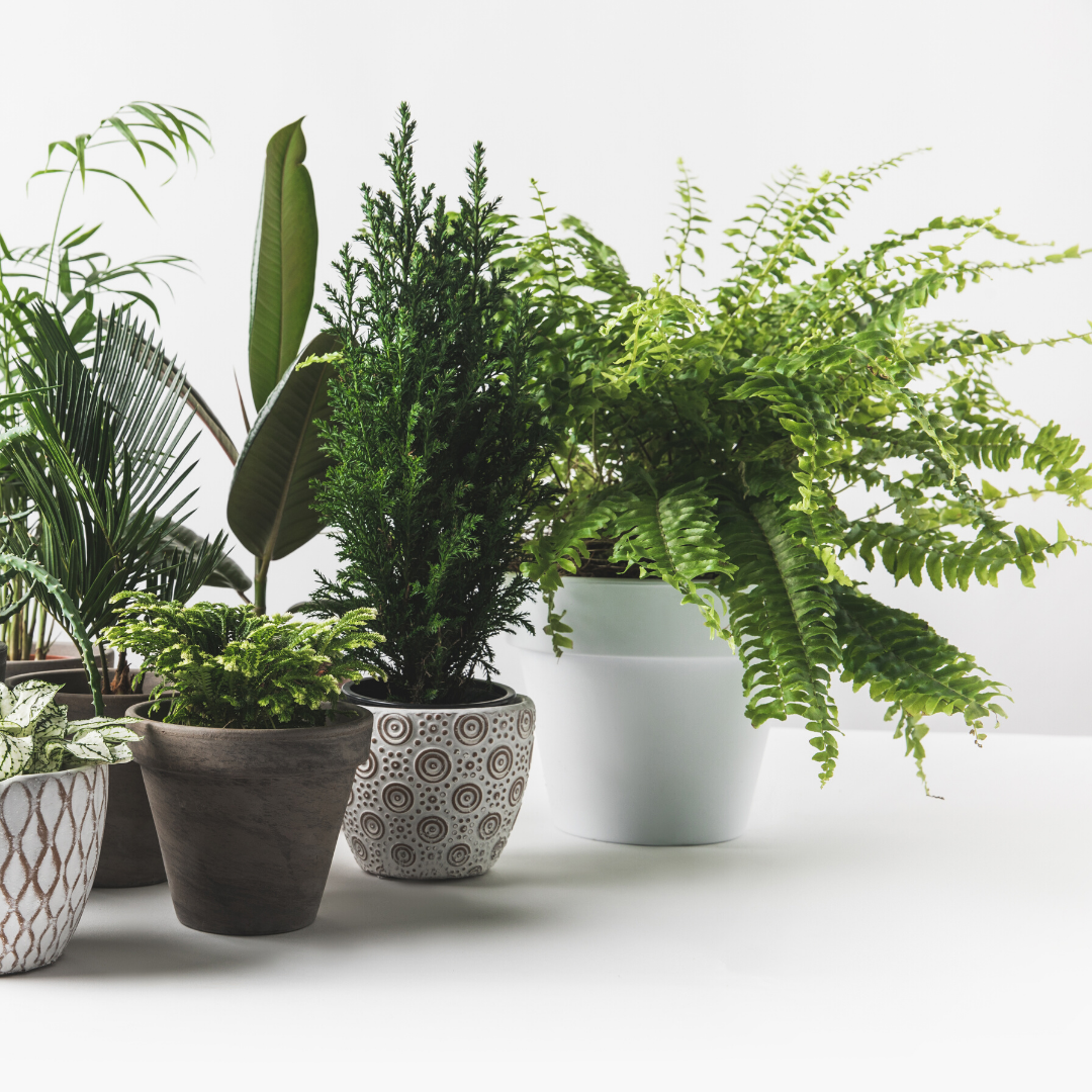 3 Powerful Health Benefits Of Houseplants – Plant Store