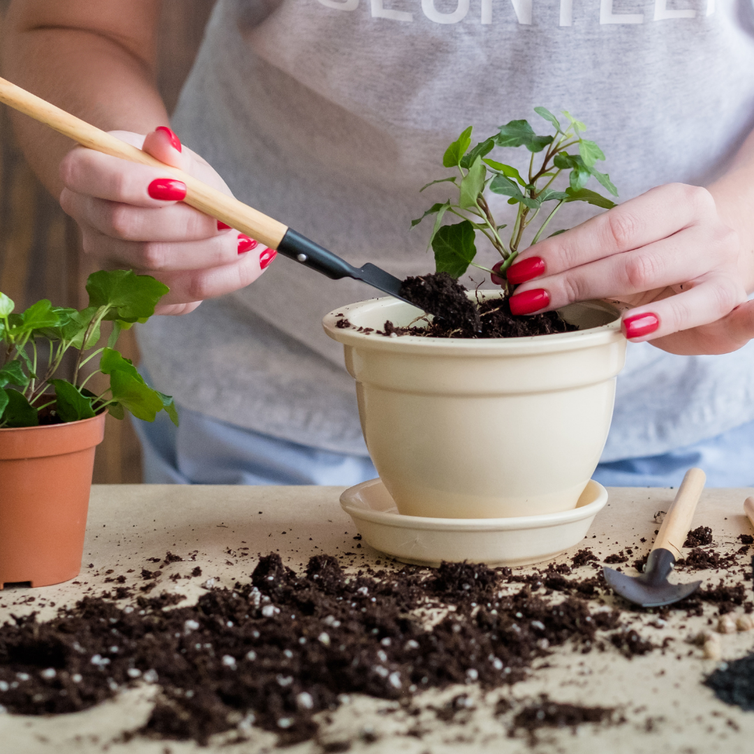 The Ultimate Beginner's Guide to Plant Propagation