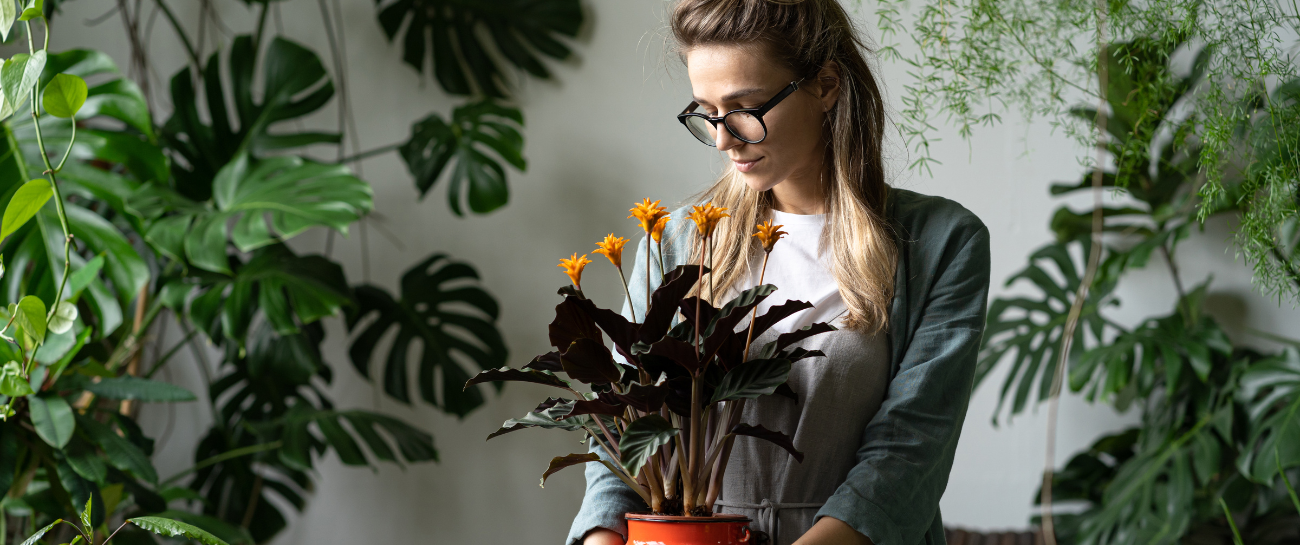 The History of Houseplants: How Nature Moved Indoors