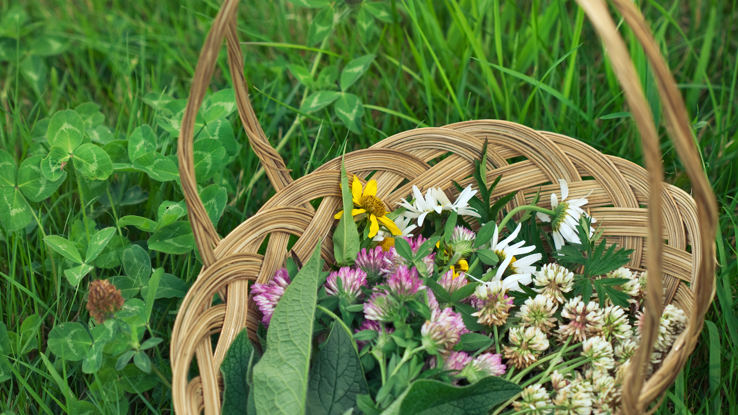 A Guide to Foraging in Ireland During Spring