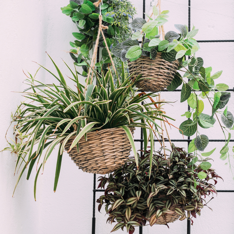 Hanging Plants