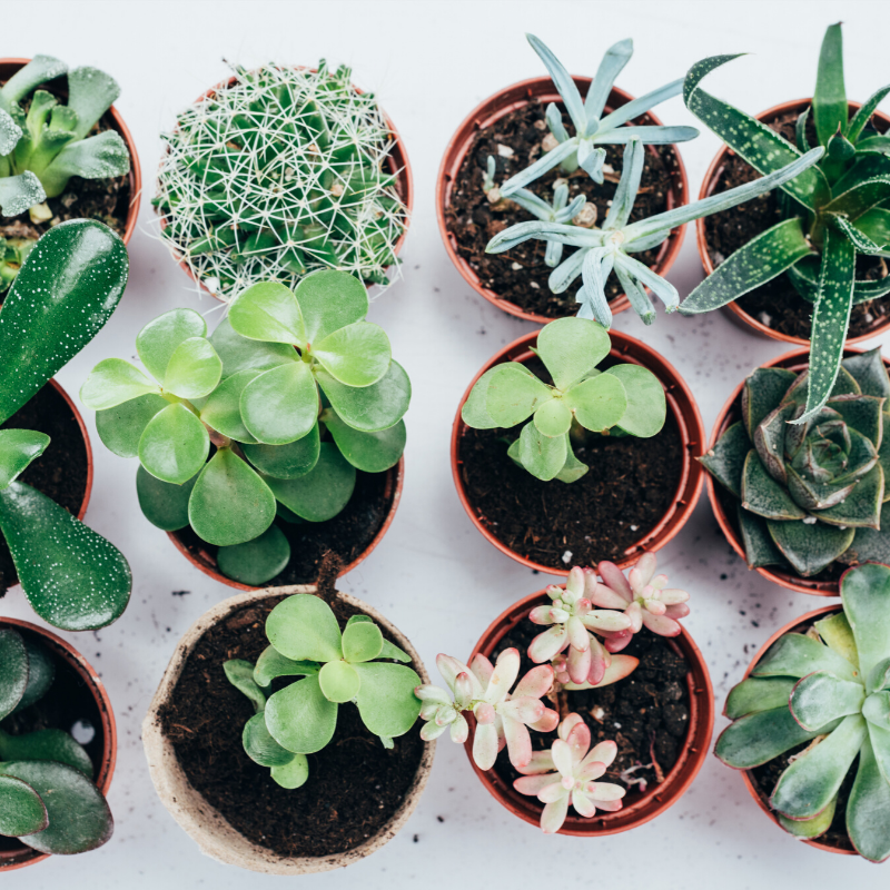 Cacti and Succulents