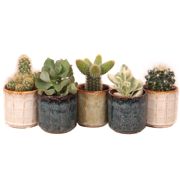 6 Cacti in Clay Pots