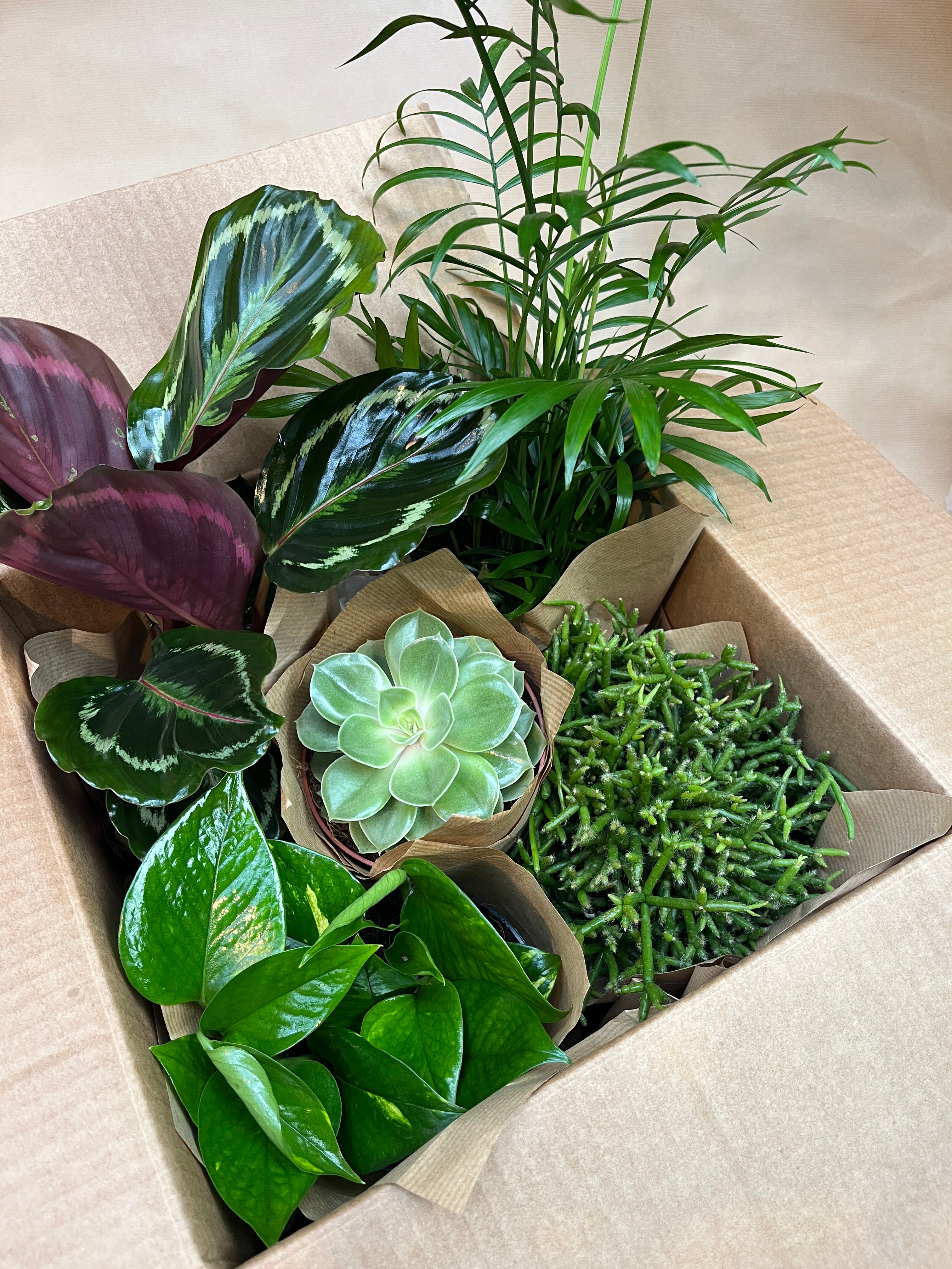 Surprise Plant Box