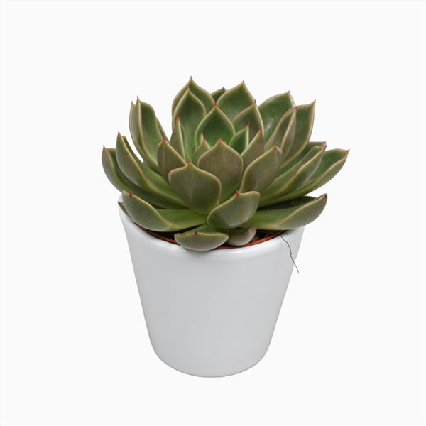 Succulent in Ceramic Pot