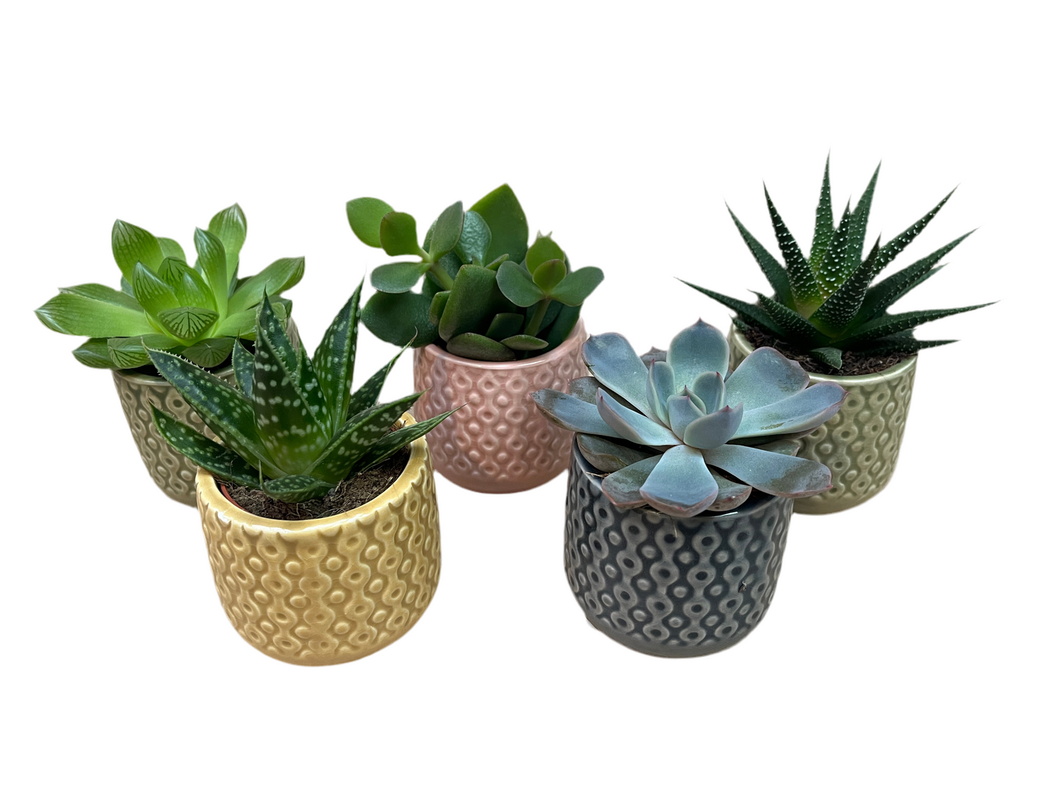 6 Succulents in Decorative Pots