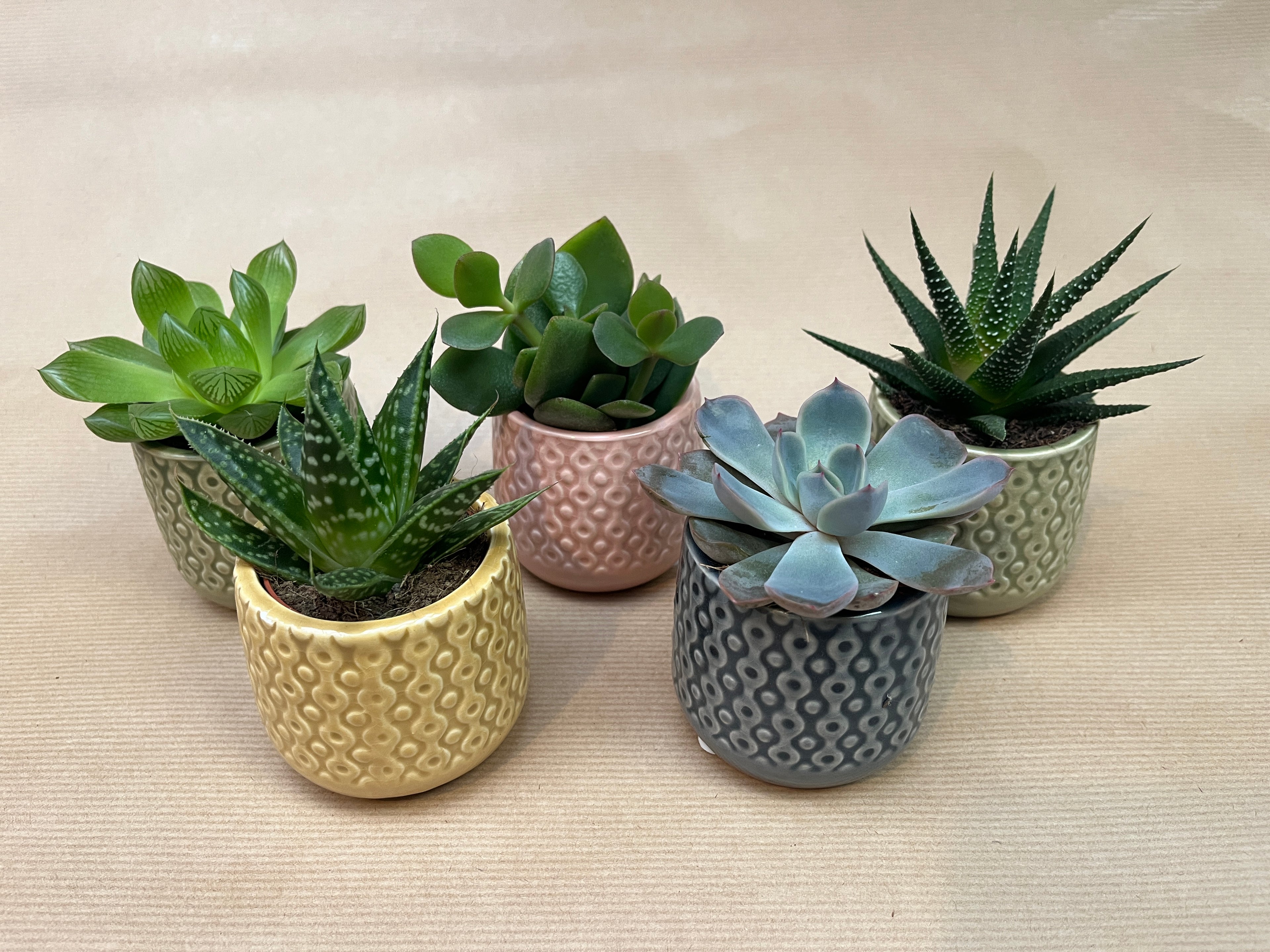 6 Succulents in Clay Pots