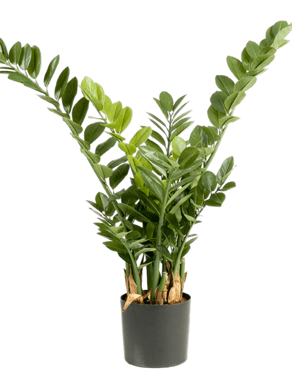 Artificial ZZ Plant - 90cm – Plant Store