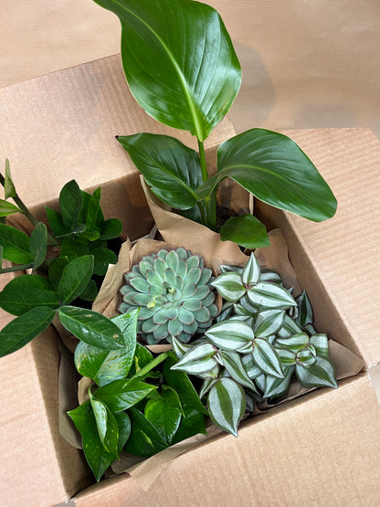 Surprise Plant Box