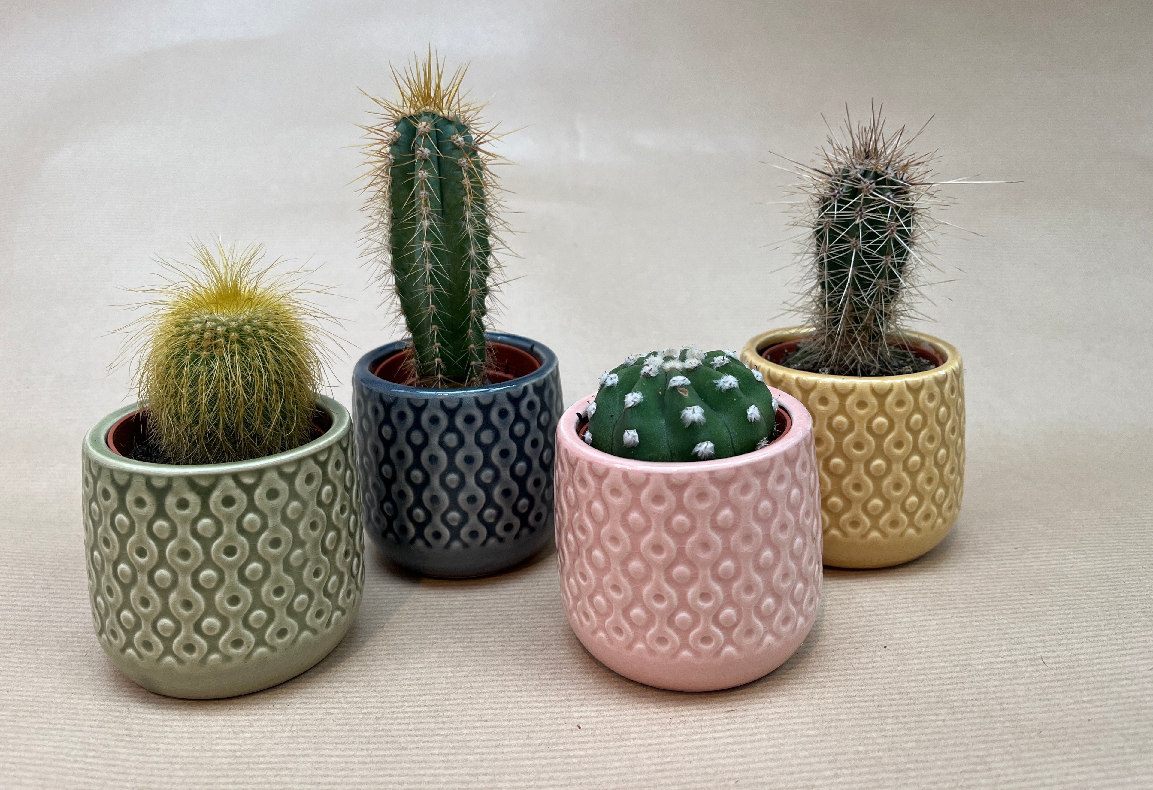 6 Cacti in Clay Pots