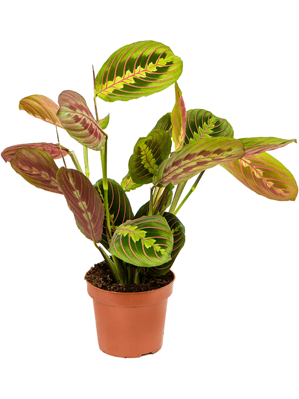 Maranta Fascinator - Prayer Plant