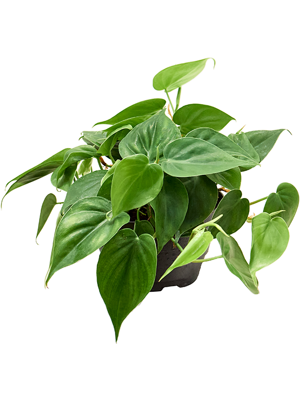 Philodendron Scandens