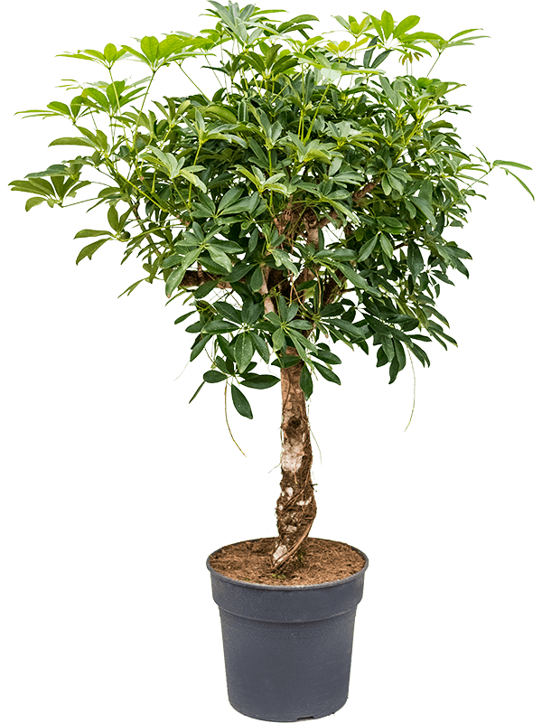 Schefflera arboricola - Umbrella Tree 150cm