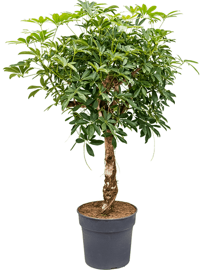 Schefflera arboricola - Umbrella Tree 150cm