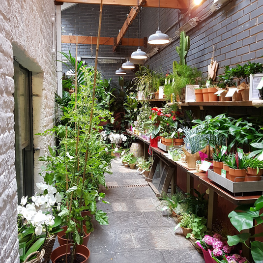 Plant Store Ireland | Office Plant Installation - Workshops - Shop