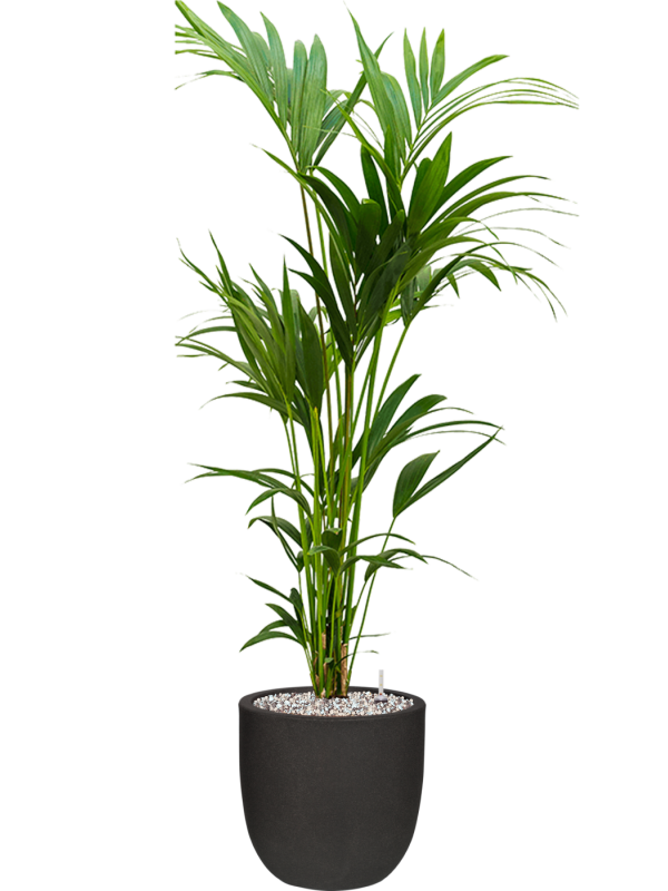 Capi Black Plant Container