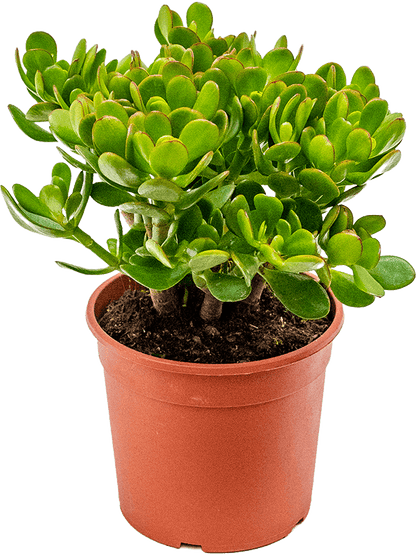 Crassula Ovata Major