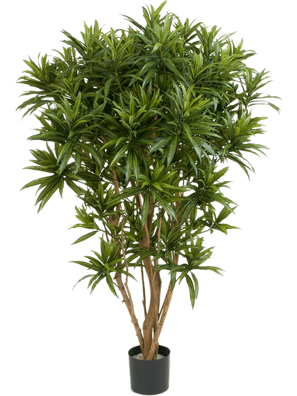 Artificial Dracaena Reflexa - 150cm