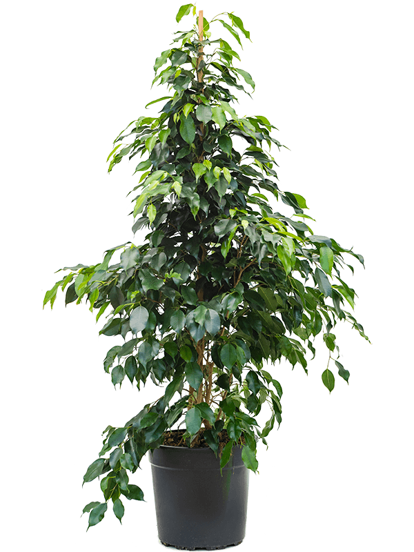 Large Ficus Benjamina - 130cm