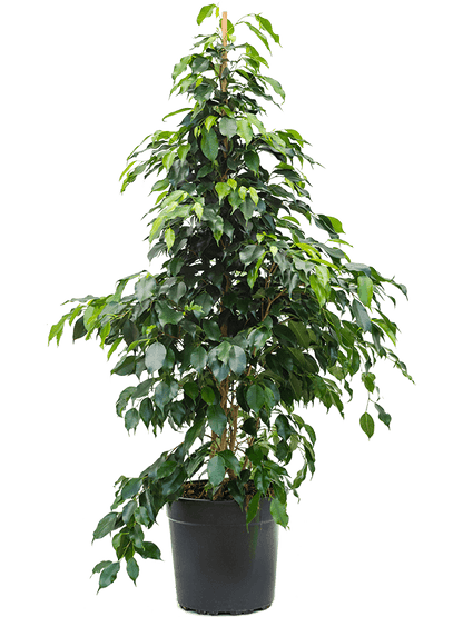 Large Ficus Benjamina - 130cm