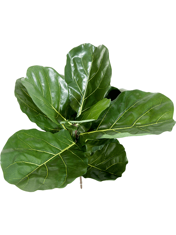 Artificial Ficus Lyrata Fiddle Leaf