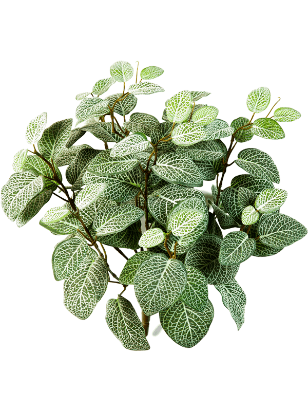 Artificial Fittonia - 35cm