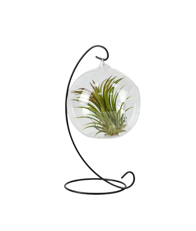 Hanging Glass Bauble with Airplant