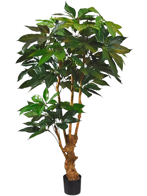 Artificial Schefflera - 165cm