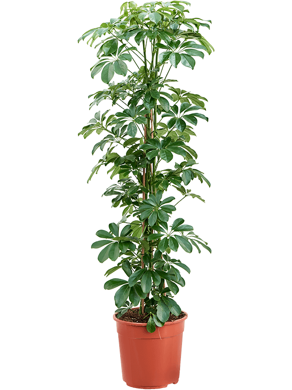 Schefflera arboricola - Umbrella Tree 150cm