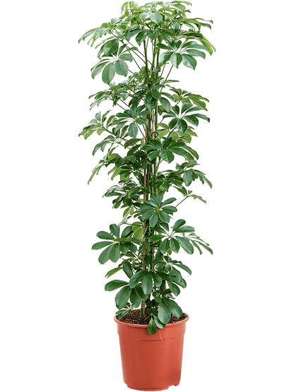 Schefflera arboricola - Umbrella Tree 150cm