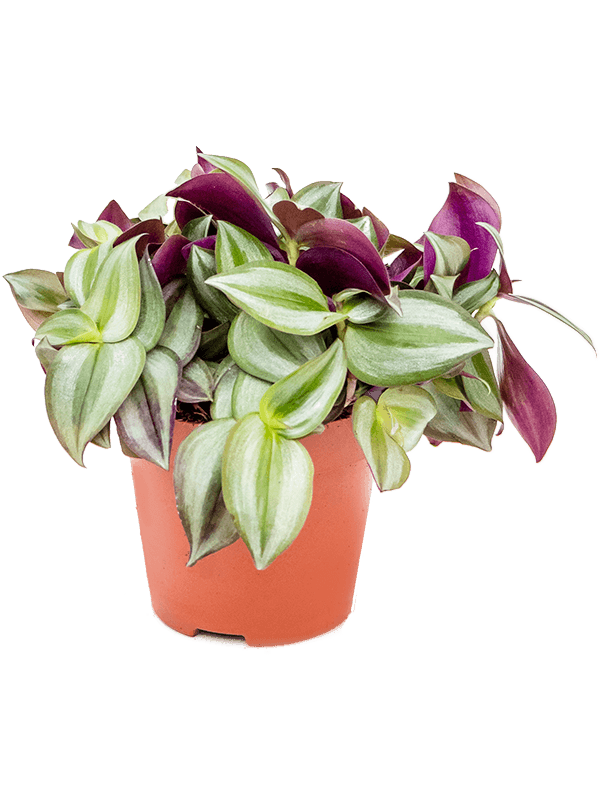 Tradescantia zebrina – Plant Store