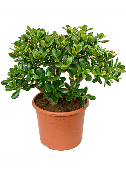 Crassula Ovata Major