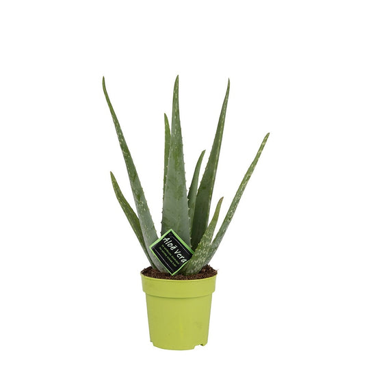 Aloe Vera – Plant Store